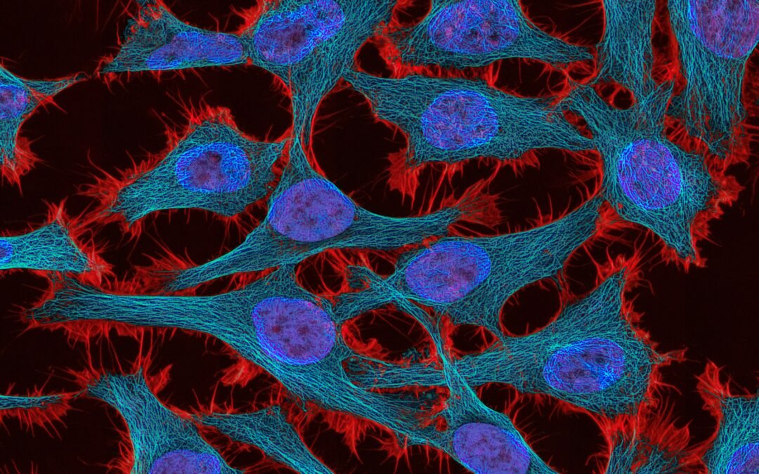 What Is Cellular Ageing and Why Does It Matter?